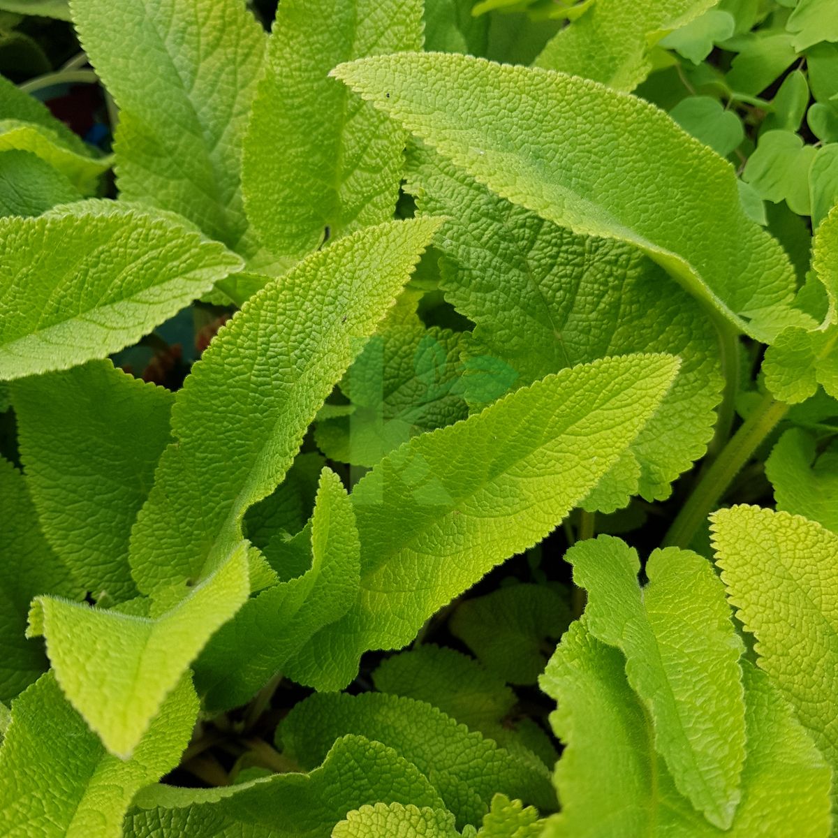 Phlomis cashmeriana (Żeleźniak kaszmirski)