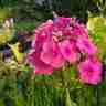 Phlox paniculata `Bright Eyes` (Floks wiechowaty)