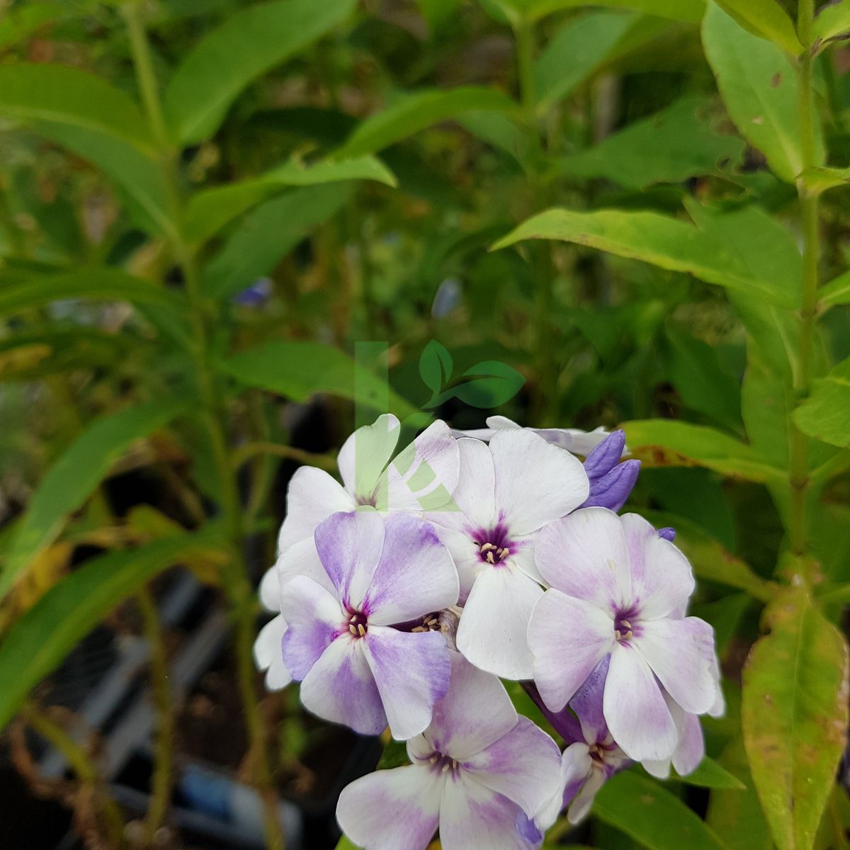 Phlox paniculata `Flame Blue` (Floks wiechowaty)