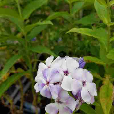Phlox paniculata `Flame Blue` (Floks wiechowaty)