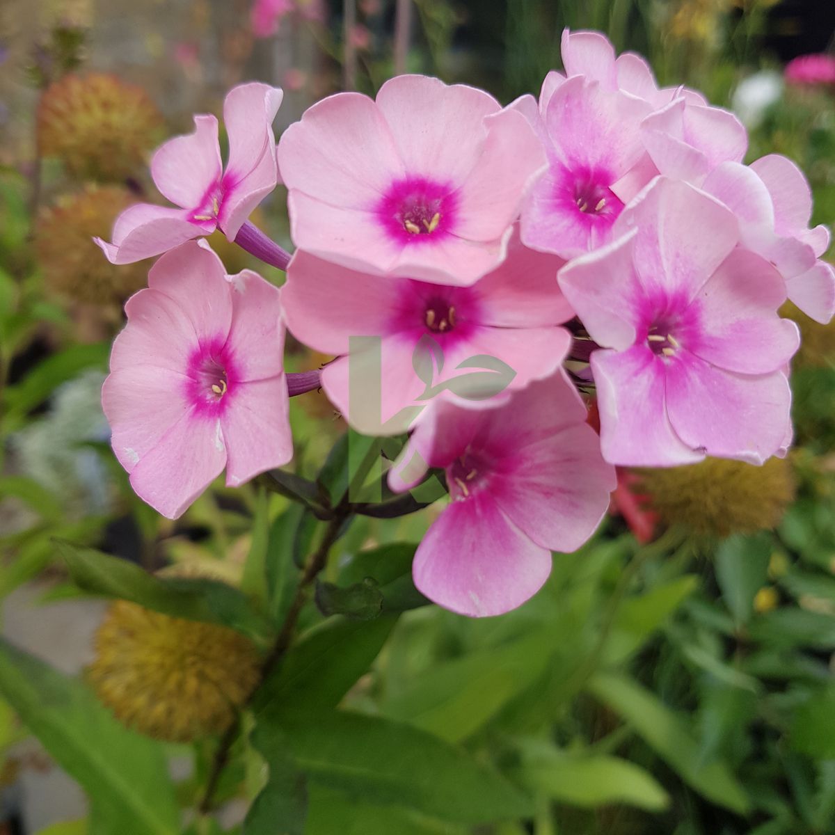 Phlox paniculata `Queen` (Floks wiechowaty)