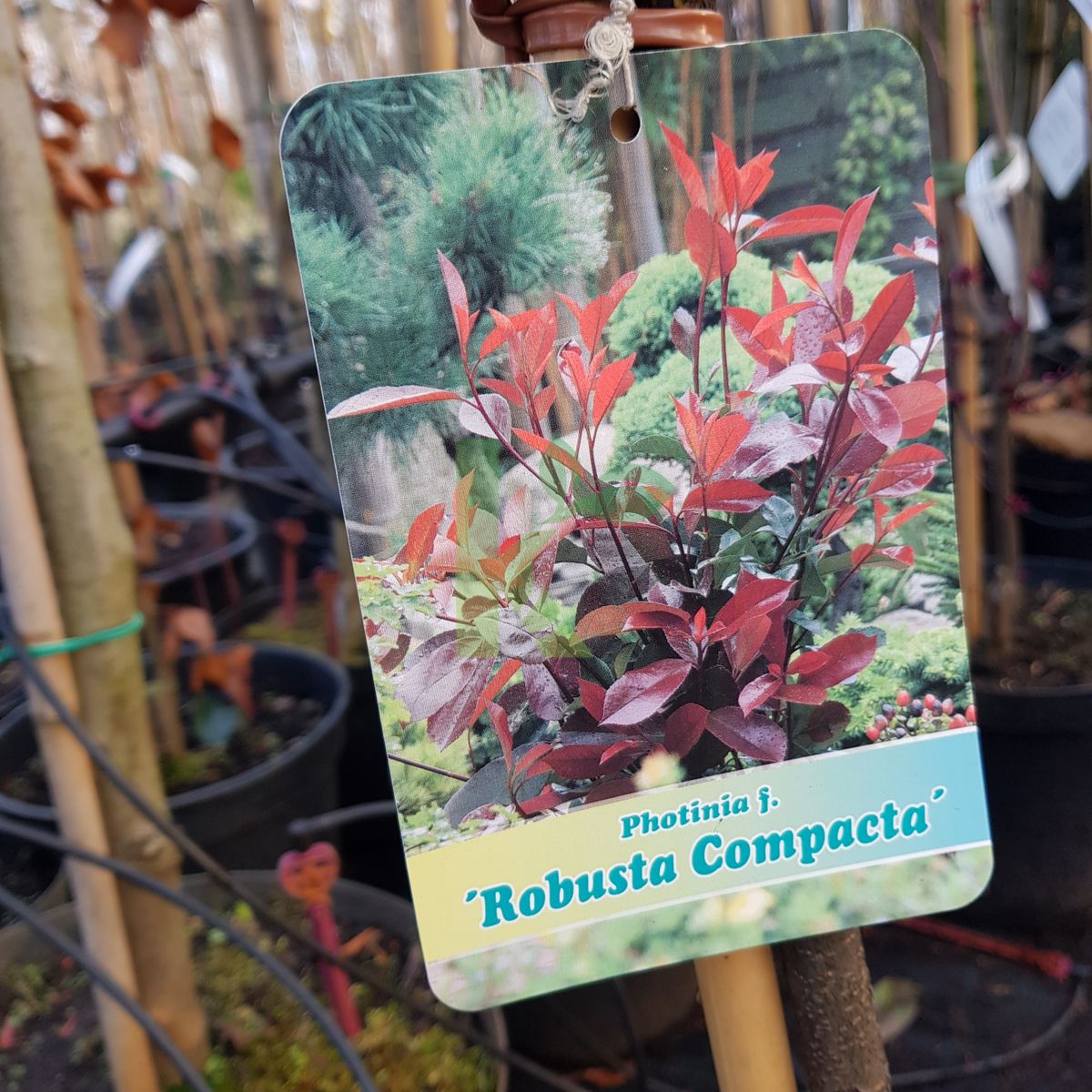 Photinia fraseri `Robusta Compacta` (Głogownik)