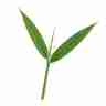 Phyllostachys atrovaginata (Phyllostachys ciemnopochwowy)