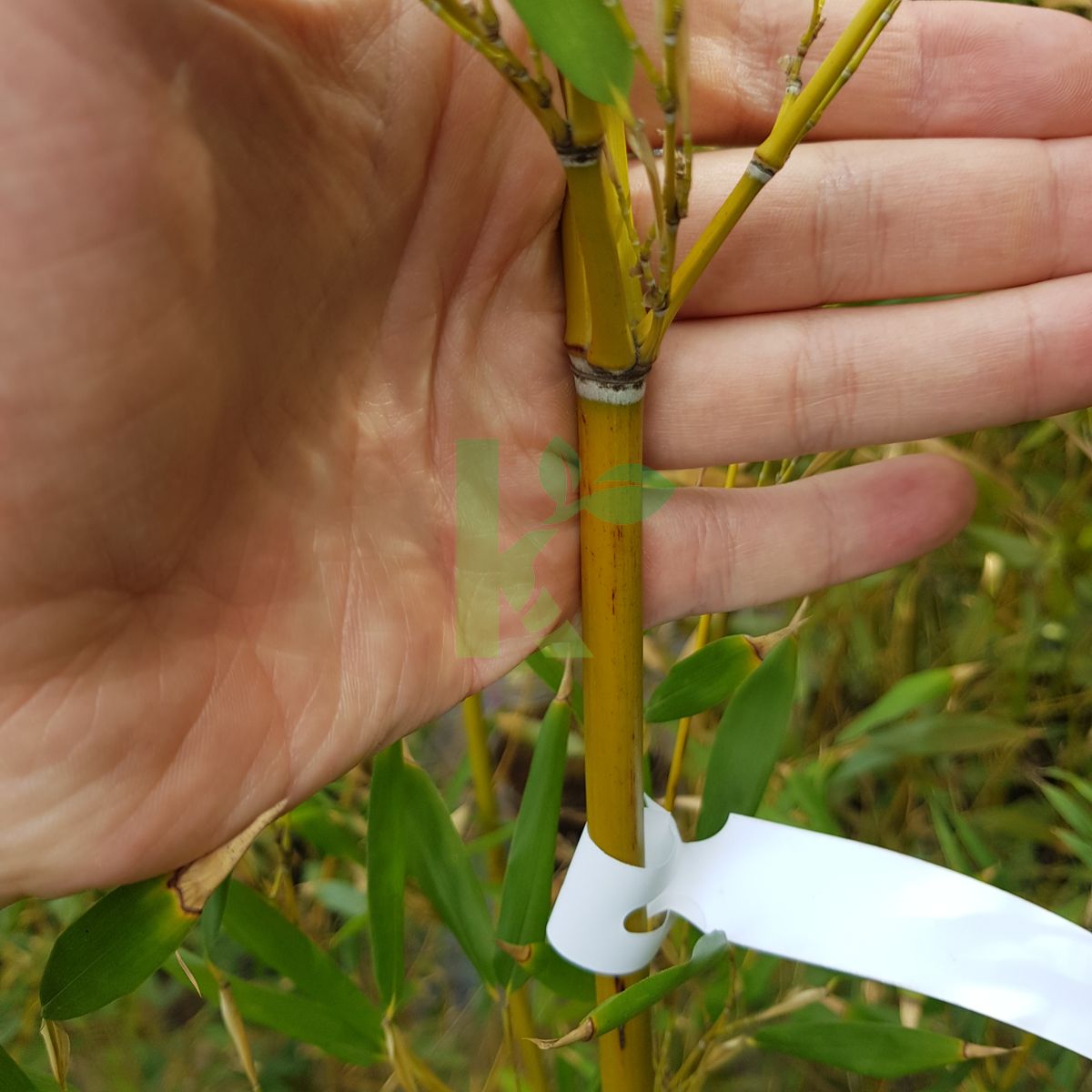 Phyllostachys aureosulcata `Spectabilis` (Fylostachys złotobruzdowy)