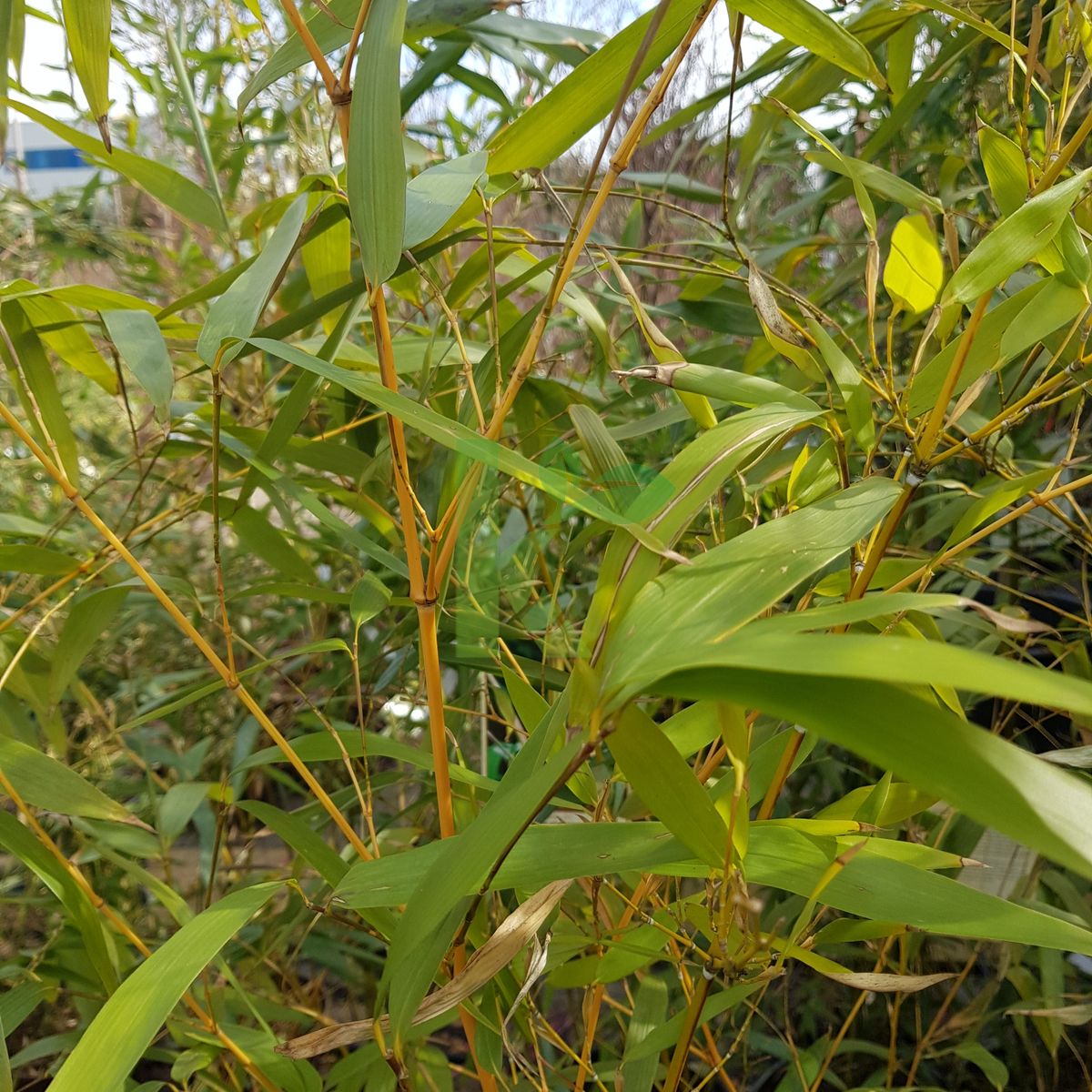 Phyllostachys vivax `Aureocaulis` (Fylostachys długowieczny)