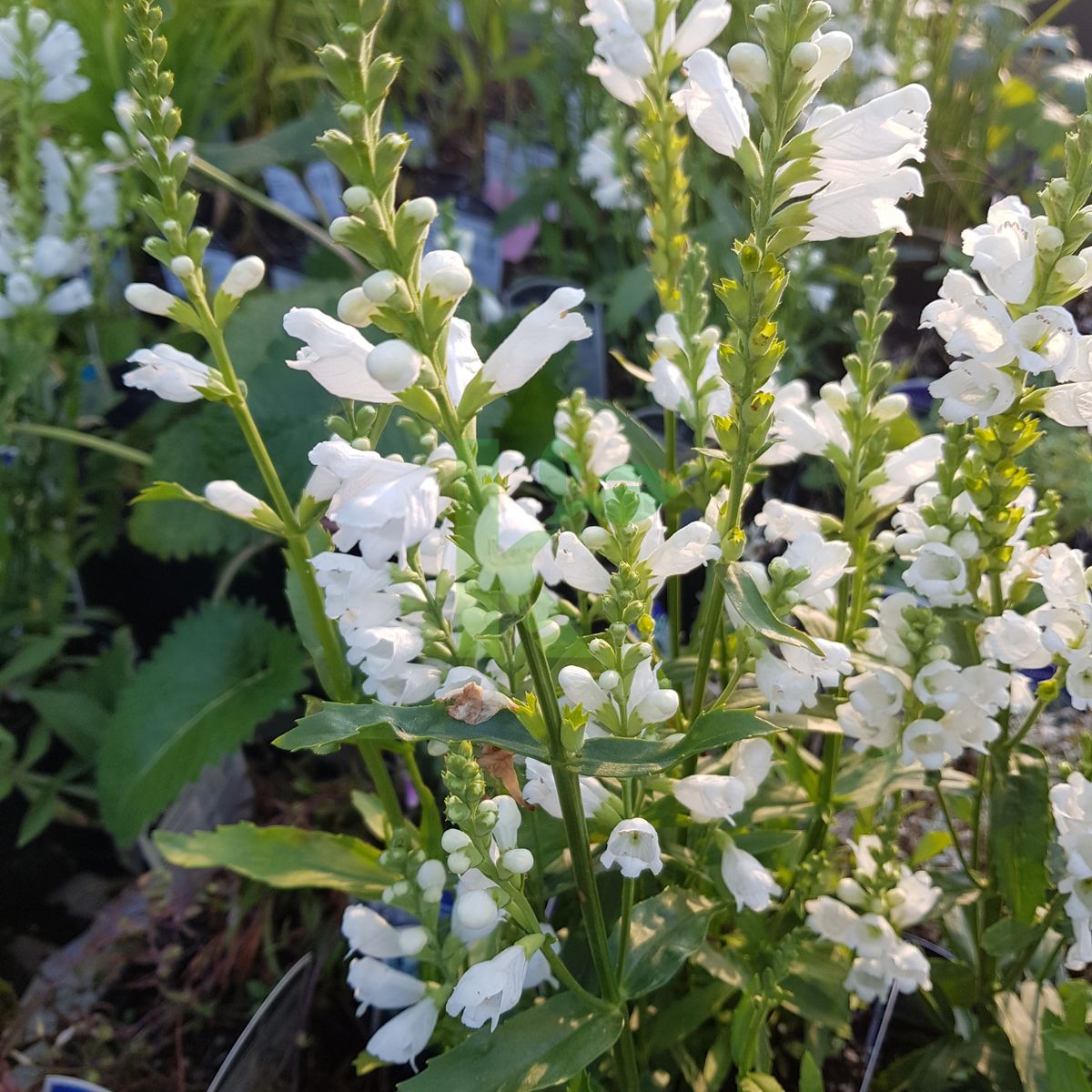 Physostegia virginiana `Alba` (Odętka virginijska)