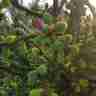 Picea abies `Acrocona` (Świerk pospolity)
