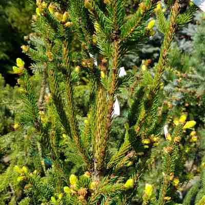 Picea abies `Columnaris` (Świerk pospolity)