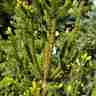 Picea abies `Columnaris` (Świerk pospolity)