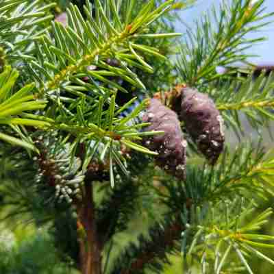 Picea abies `Emsland` (Świerk pospolity)