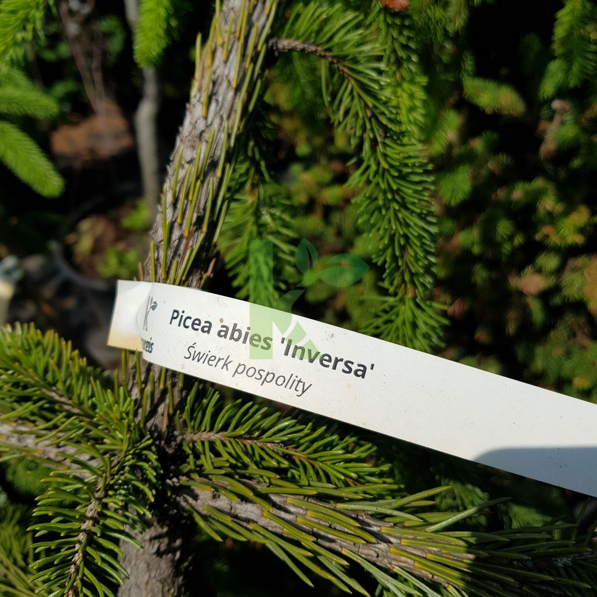 Picea abies `Inversa` (Świerk pospolity)