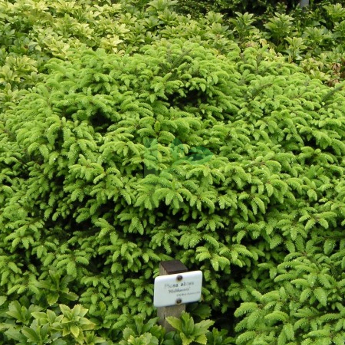 Picea abies `Nidiformis` (Świerk pospolity)