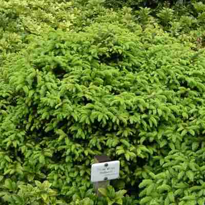 Picea abies `Nidiformis` (Świerk pospolity)