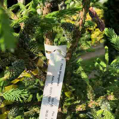 Picea likiangensis (Świerk likiangeński)