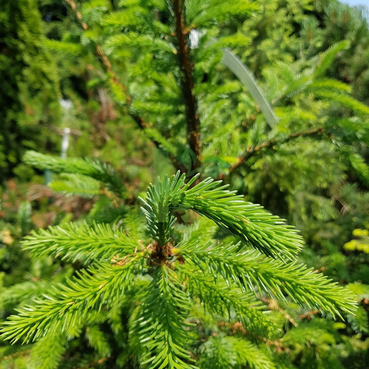 Picea omorika (Świerk serbski)