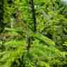 Picea omorika (Świerk serbski)