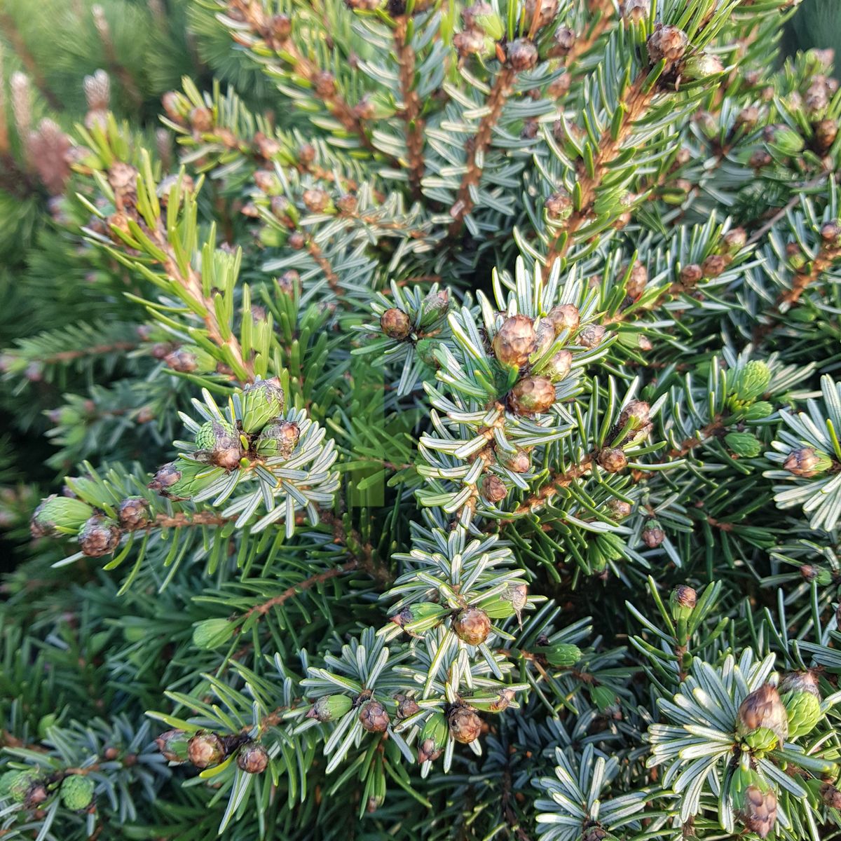 Picea omorika `Nana` (Świerk serbski)