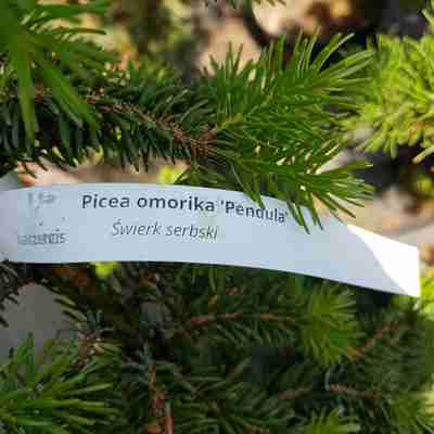 Picea omorika `Pendula` (Świerk serbski)
