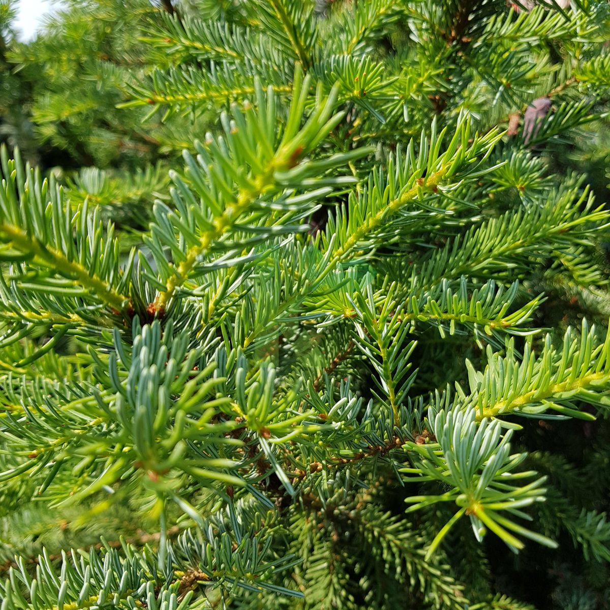 Picea omorika `Silberblau` (Świerk serbski)