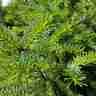 Picea omorika `Silberblau` (Świerk serbski)