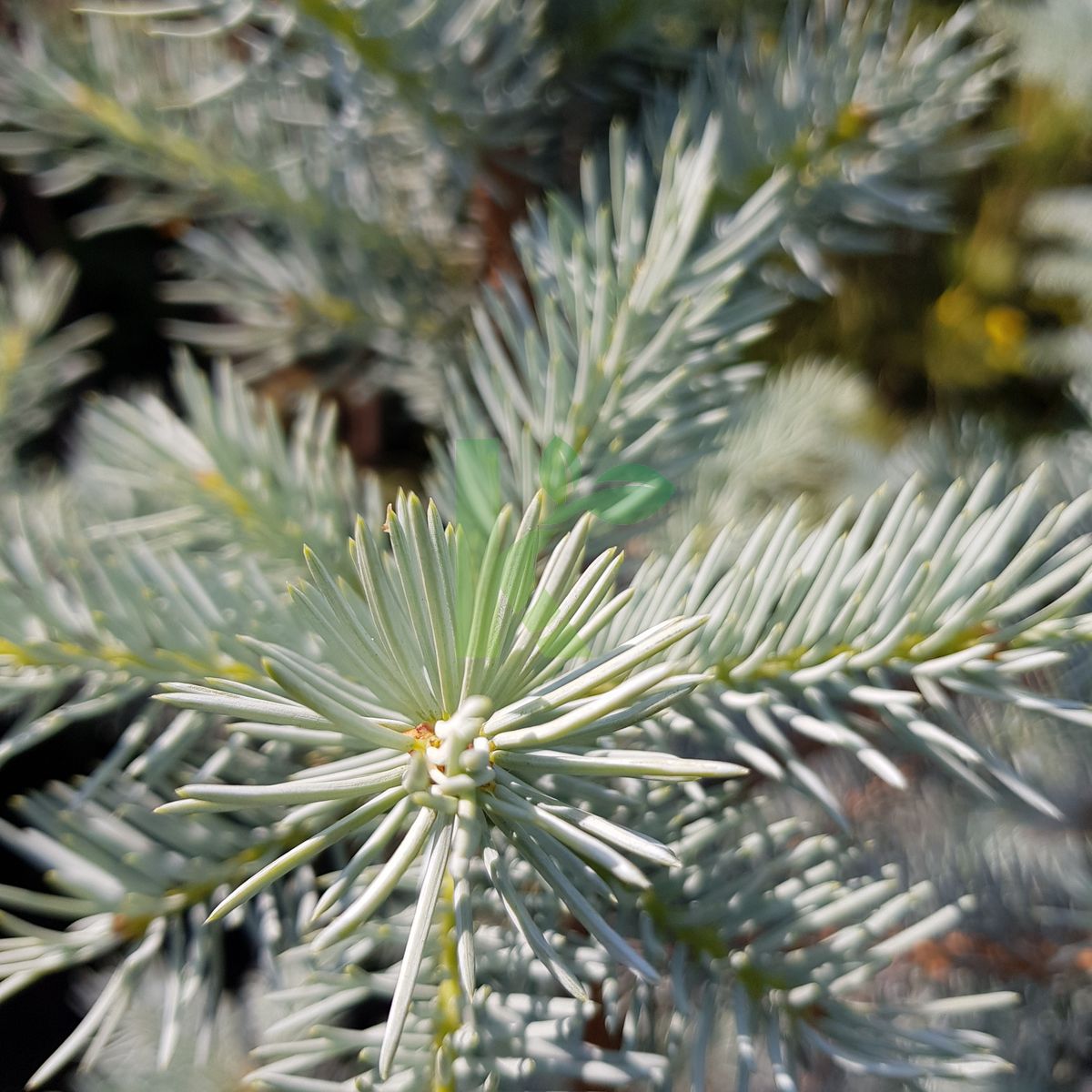 Picea pungens `Edith` (Świerk kłujący)