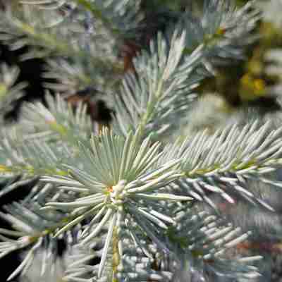 Picea pungens `Edith` (Świerk kłujący)