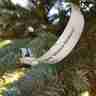 Picea pungens `Glauca Globosa` (Świerk kłujący)