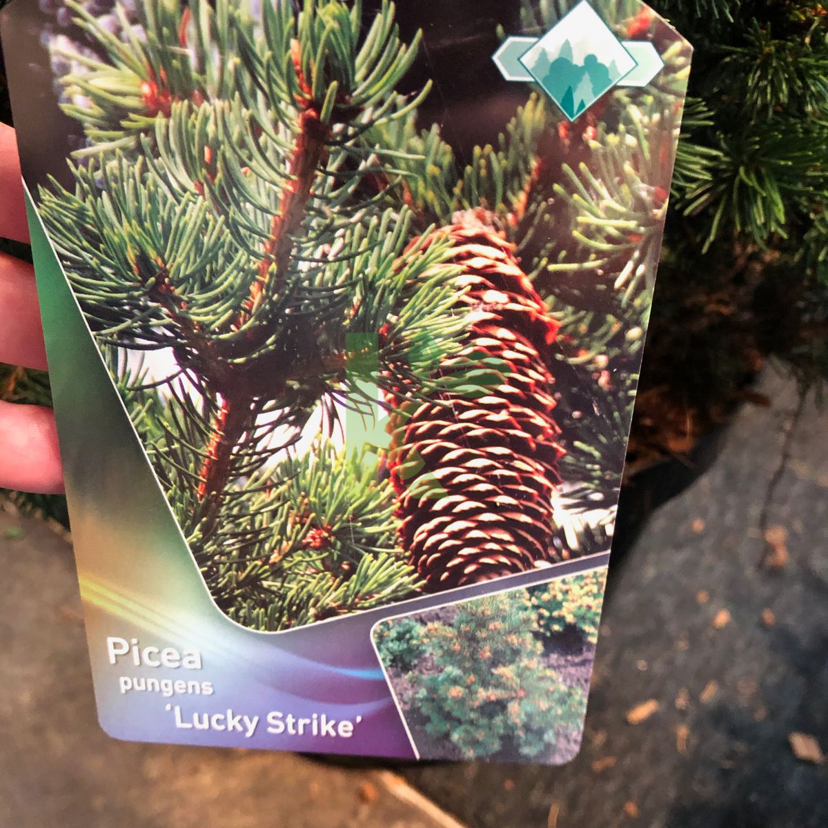 Picea pungens `Lucky Strike` (Świerk kłujący)