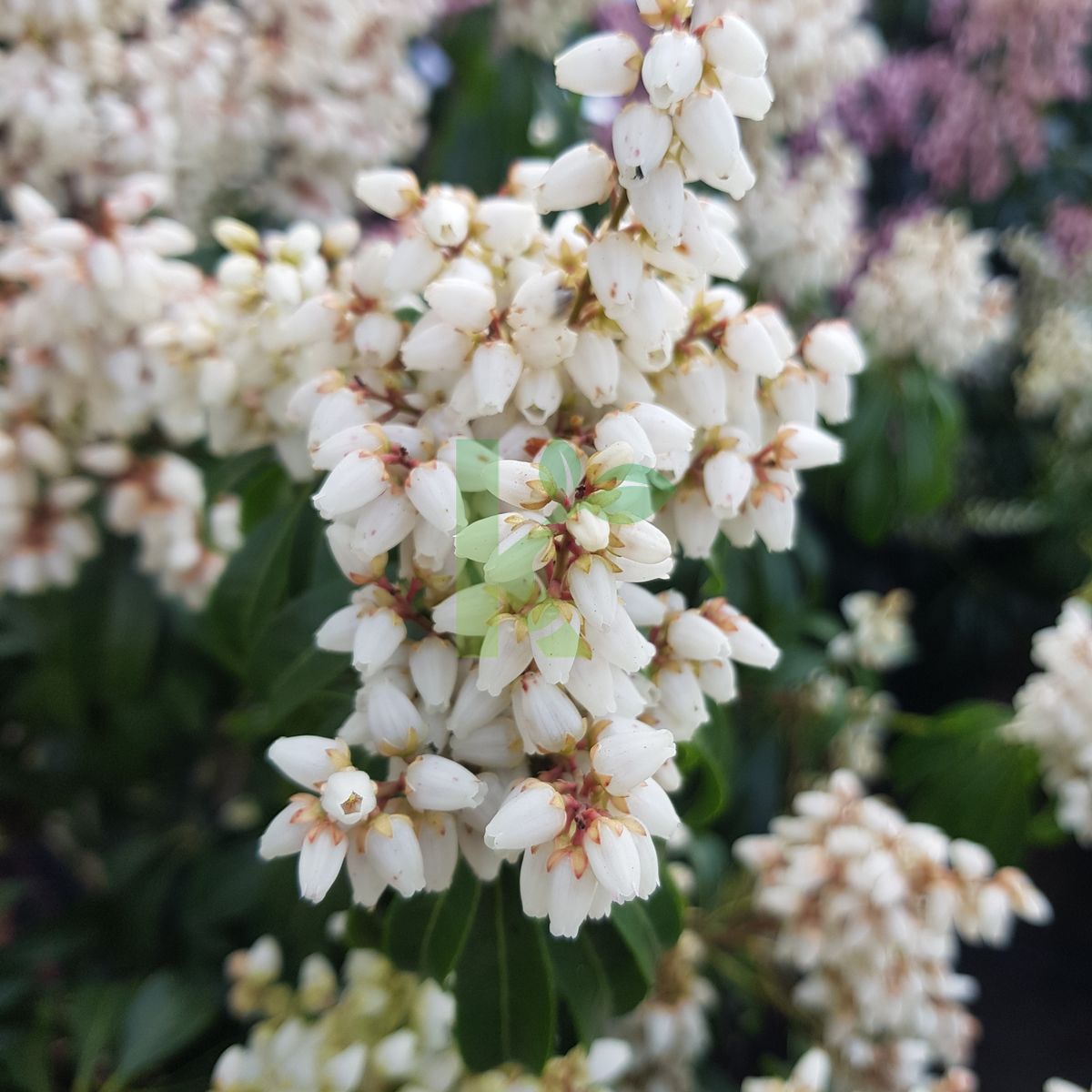 Pieris japonica `Bonfire` (Pieris japoński)