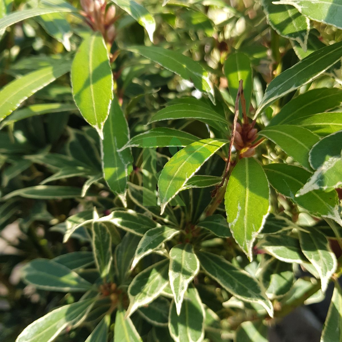 Pieris japonica `Carnaval` (Pieris japoński)