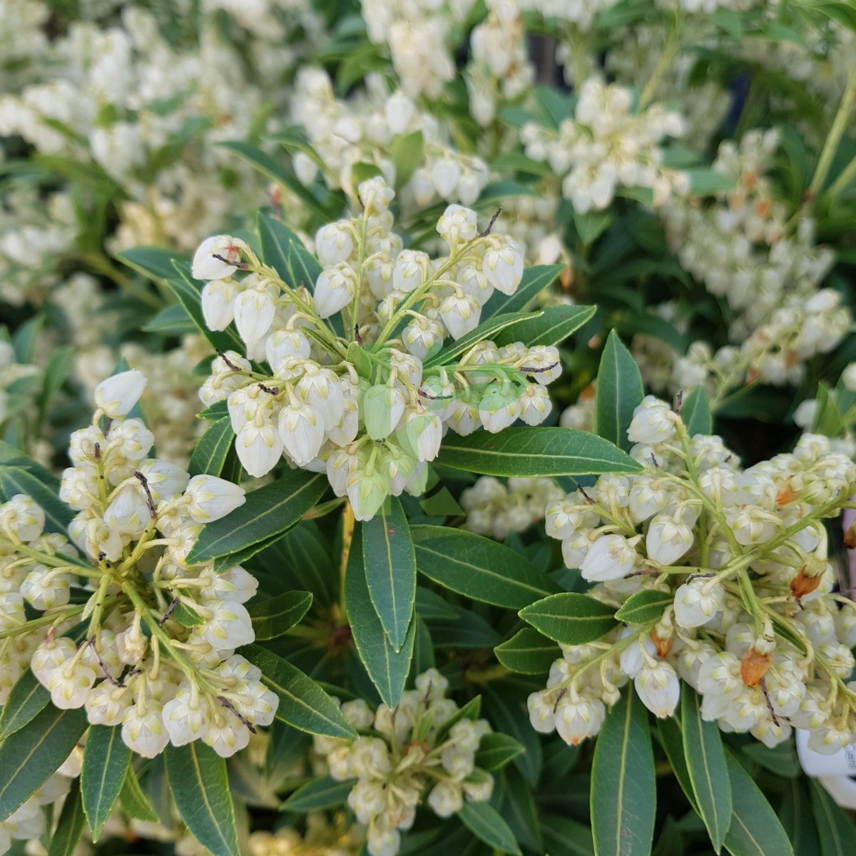 Pieris japonica `Debutante` (Pieris japoński)