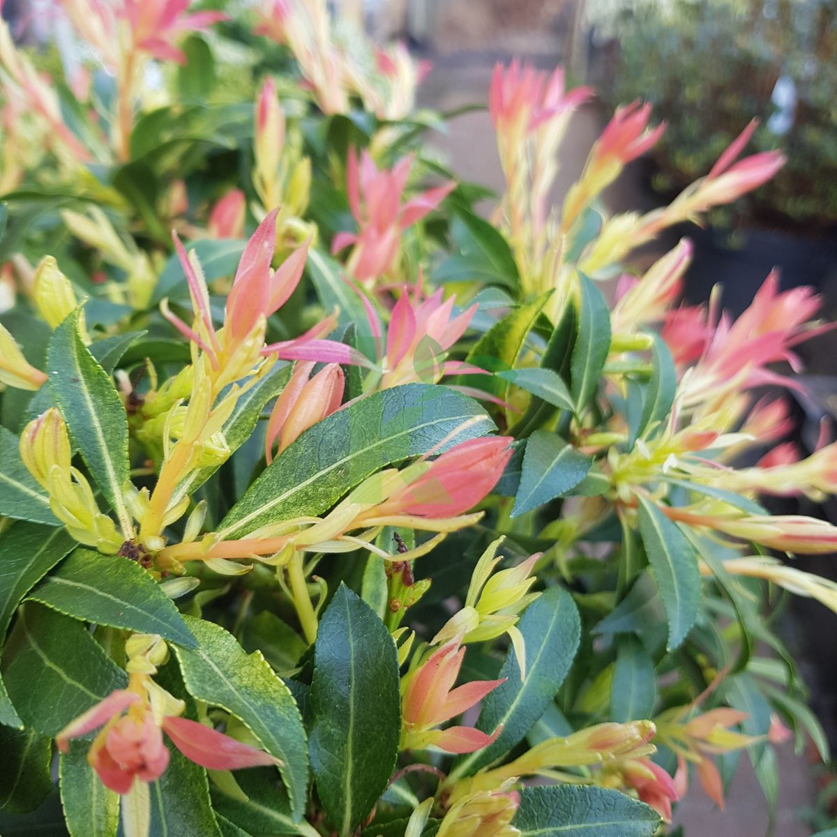 Pieris japonica `Forest Flame` (Pieris japoński)