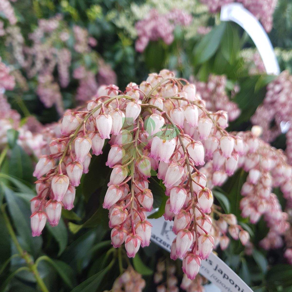 Pieris japonica `Katsura` (Pieris japoński)