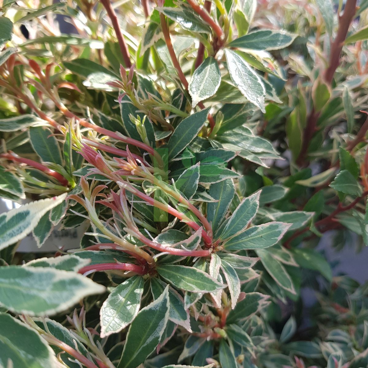 Pieris japonica `Little Heath` (Pieris japoński)