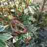 Pieris japonica `Little Heath` (Pieris japoński)