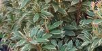 Pieris japonica `Little Heath` (Pieris japoński `Little Heath`)
