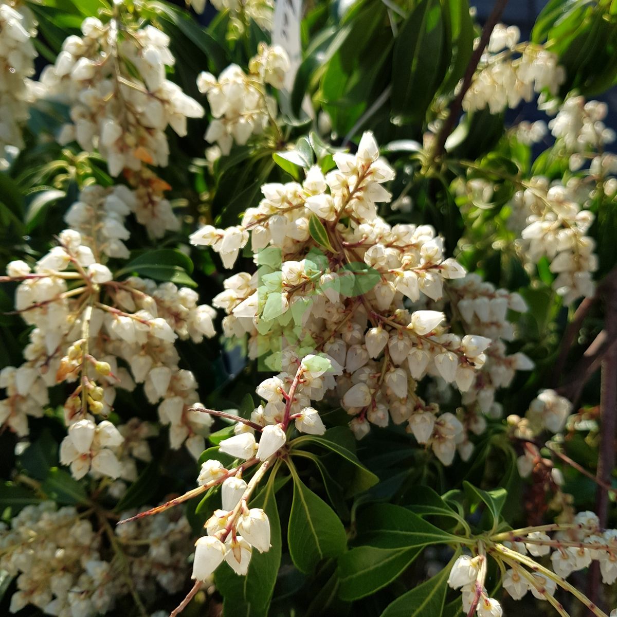 Pieris japonica `Mountain Fire` (Pieris japoński)