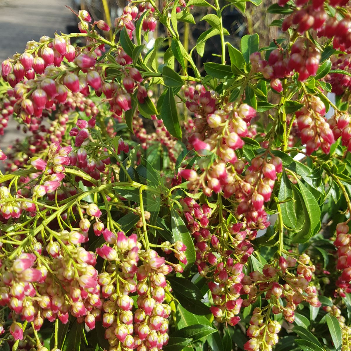 Pieris japonica `Passion` (Pieris japoński)