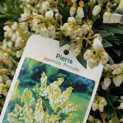 Pieris japonica `Prelude` (Pieris japoński)