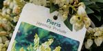 Pieris japonica `Prelude` (Pieris japoński `Prelude`)