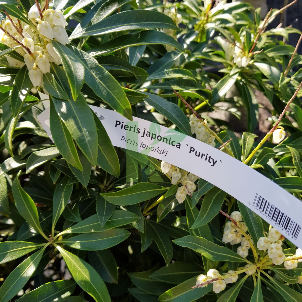 Pieris japonica `Purity` (Pieris japoński)