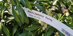Pieris japonica `Purity` (Pieris japoński `Purity`)