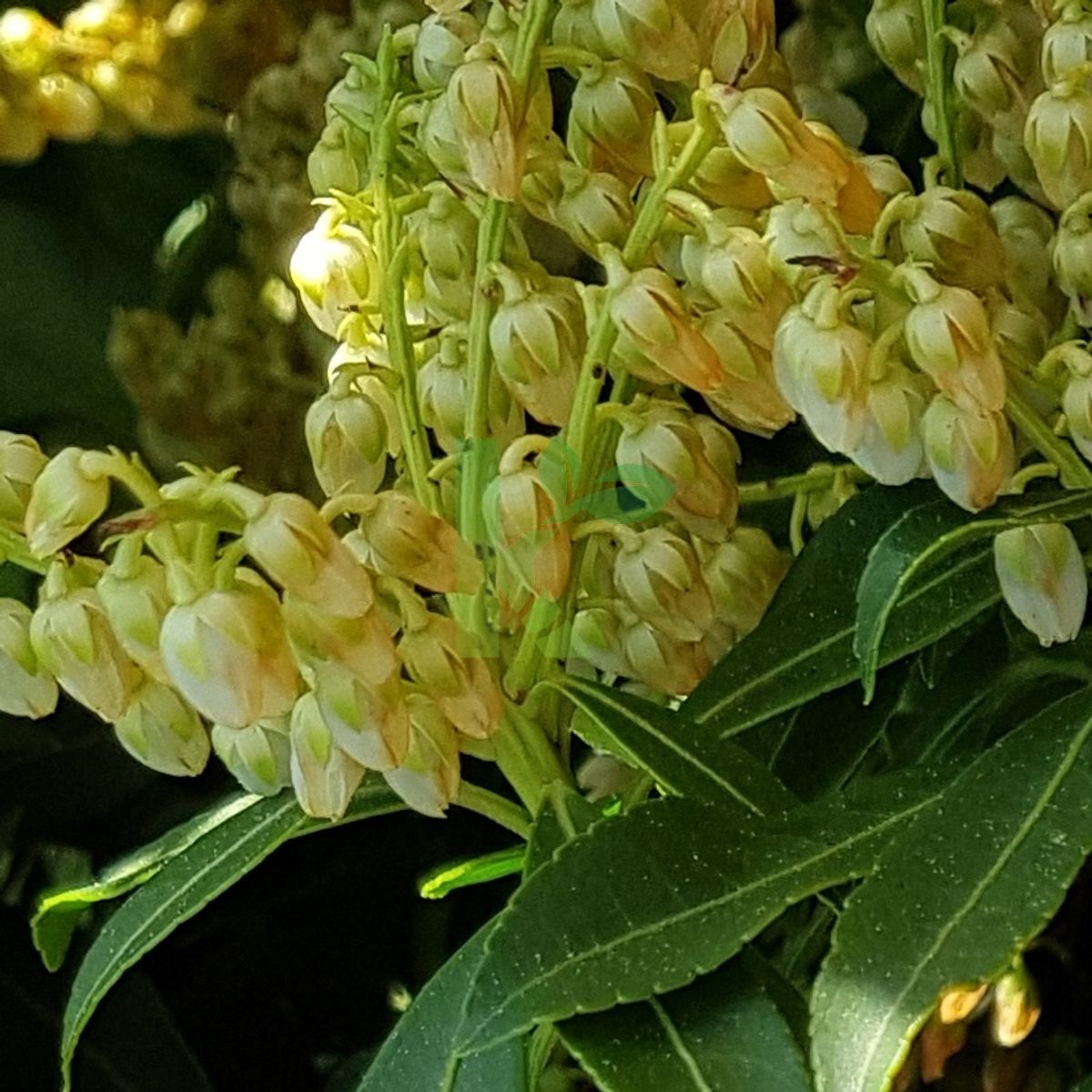 Pieris japonica `Sarabande` (Pieris japoński)