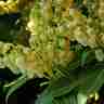 Pieris japonica `Sarabande` (Pieris japoński)