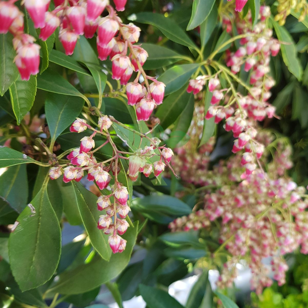 Pieris japonica `Valley Valentine` (Pieris japoński)