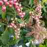 Pieris japonica `Valley Valentine` (Pieris japoński)