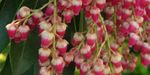Pieris japonica `Valley Valentine` (Pieris japoński `Valley Valentine`)