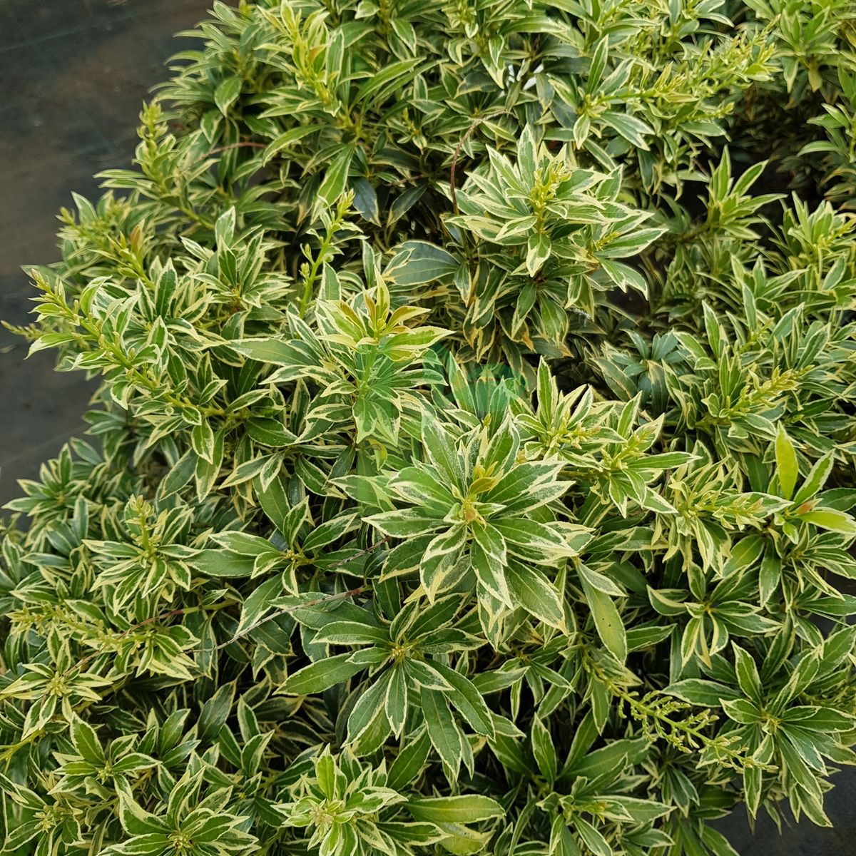 Pieris japonica `Variegata` (Pieris japoński)