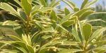 Pieris japonica `Variegata` (Pieris japoński `Variegata`)