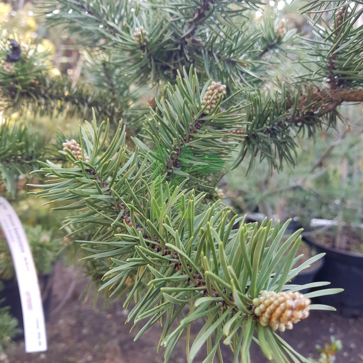 Pinus banksiana `Arktis` (Sosna Banksa)